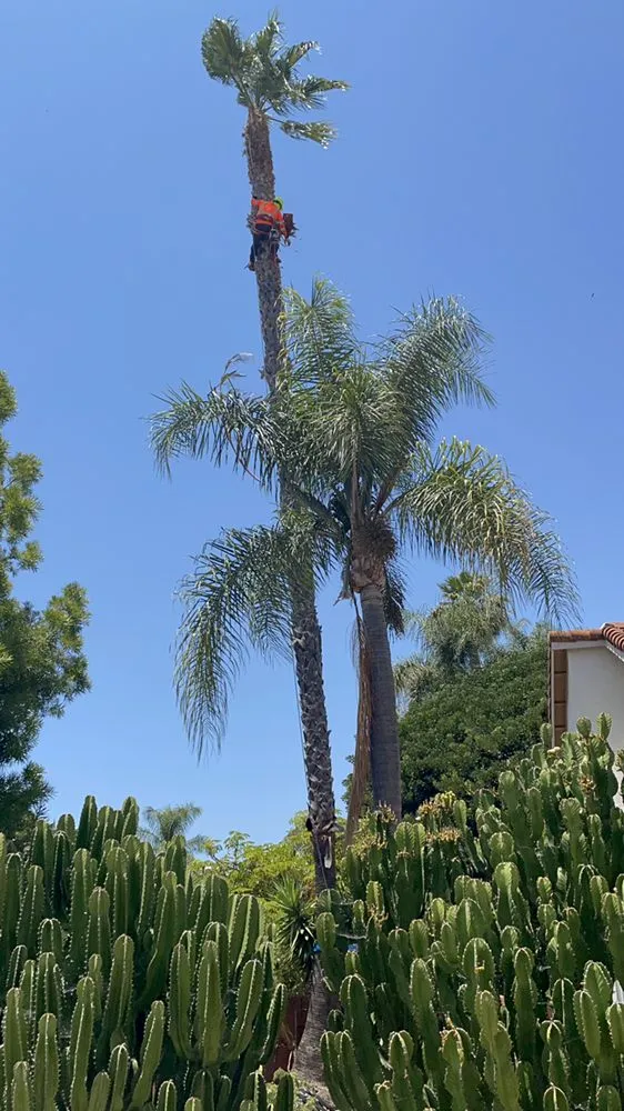 Expert yard cleanup service in Escondido, CA by Gonzalez’s Tree Services And Landscaping