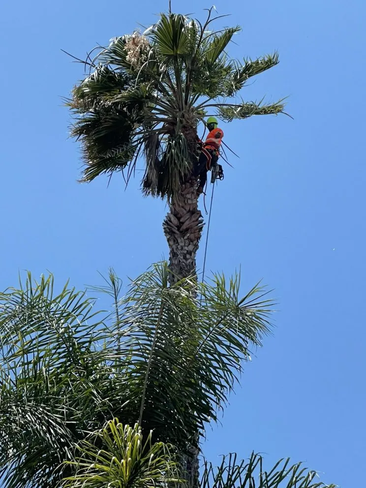 Professional outdoor landscaping in Escondido, CA - Gonzalez’s Tree Services And Landscaping