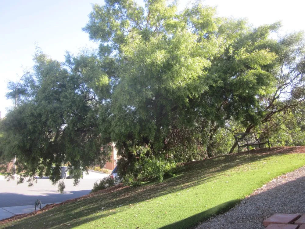 Expert lawn care service in Escondido, CA - Gonzalez’s Tree Services And Landscaping
