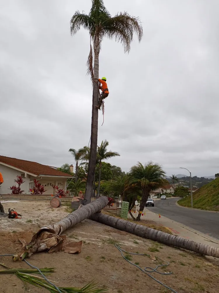 Professional landscape installation with custom design in Escondido, CA by Gonzalez’s Tree Services And Landscaping