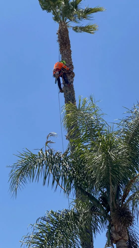 Top-rated garden landscaping experts serving Escondido, CA - Gonzalez’s Tree Services And Landscaping