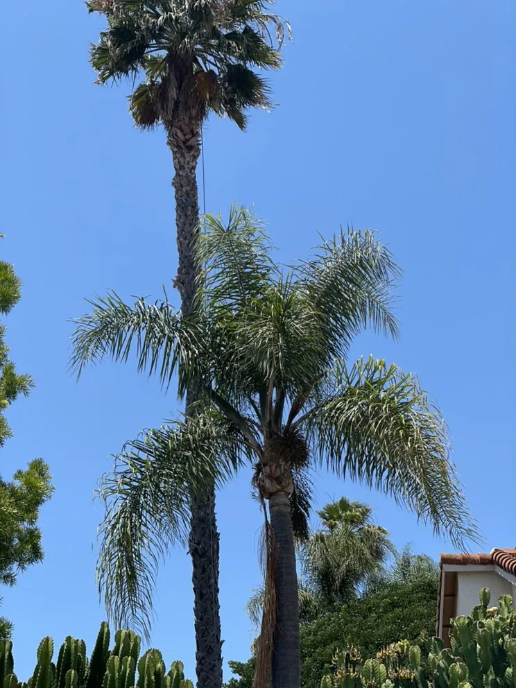 Affordable landscape installation for outdoor upgrades in Escondido, CA by Gonzalez’s Tree Services And Landscaping