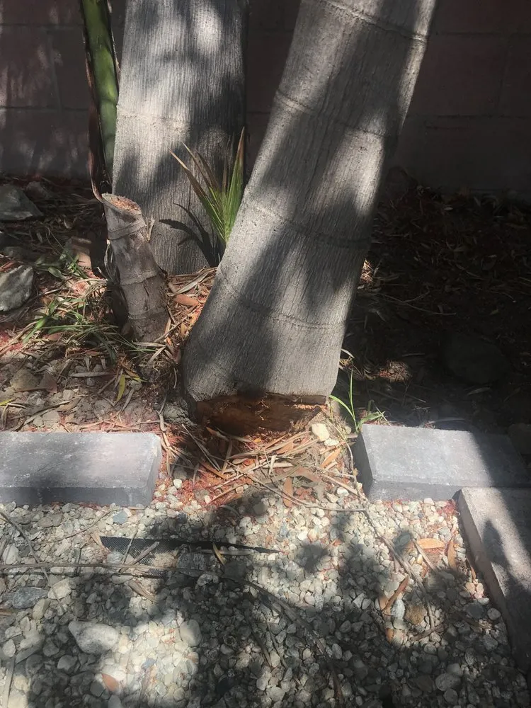 Expert residential landscaping in Inglewood, CA by Gonzalo and Sons