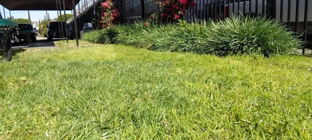 Custom residential landscaping experts serving Inglewood, CA - Gonzalo and Sons