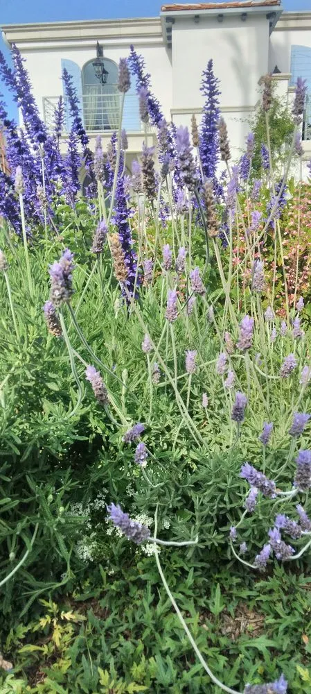 Local garden landscaping for year-round maintenance across Inglewood, CA - Gonzalo and Sons