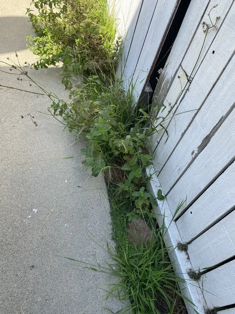 Reliable residential landscaping in Inglewood, CA by Gonzalo and Sons