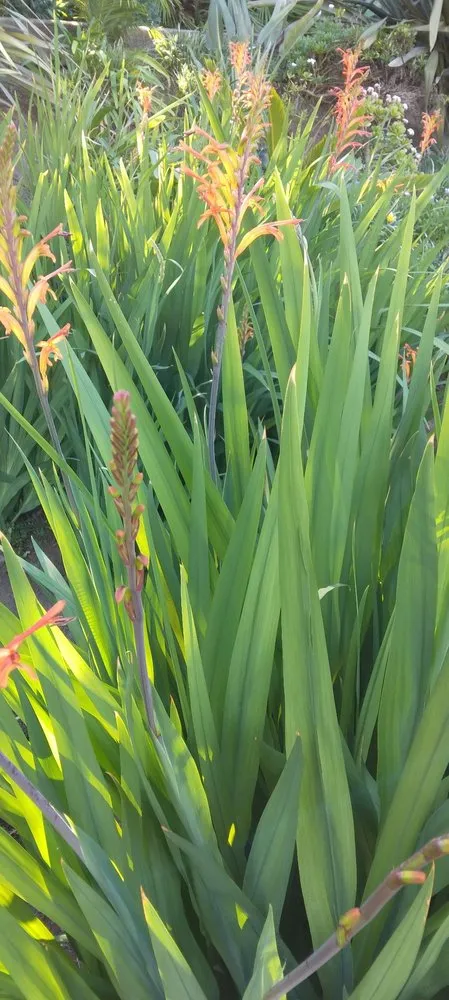 Custom yard cleanup service for year-round maintenance in Inglewood, CA by Gonzalo and Sons