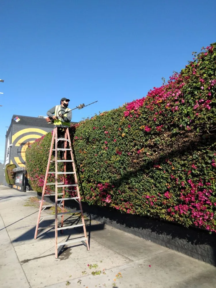 Reliable landscape design with custom design across Inglewood, CA - Gonzalo and Sons