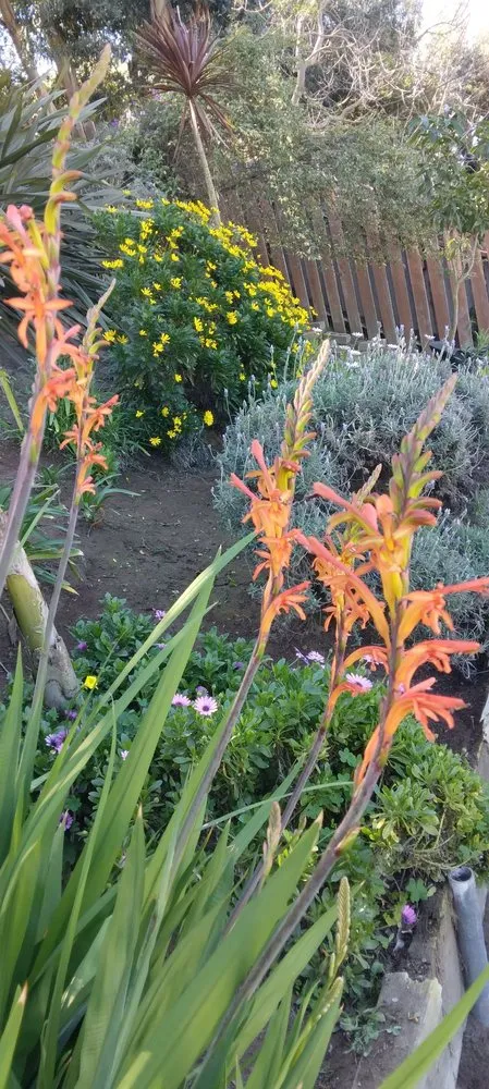 Affordable yard maintenance experts serving Inglewood, CA - Gonzalo and Sons