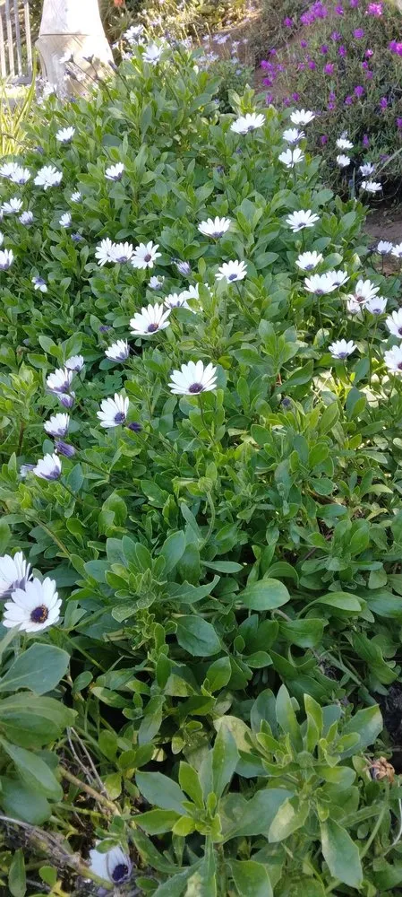 Affordable residential landscaping near you across Inglewood, CA - Gonzalo and Sons