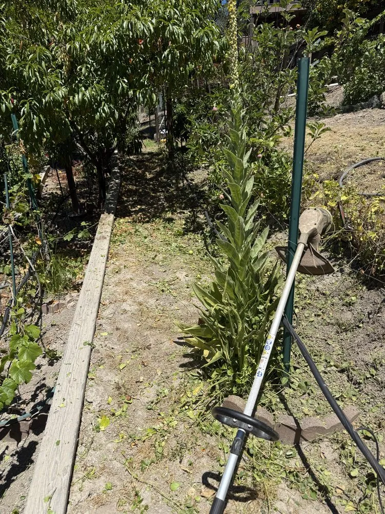 Reliable lawn care service experts serving Santa Cruz, CA - Gonzalo Landscape