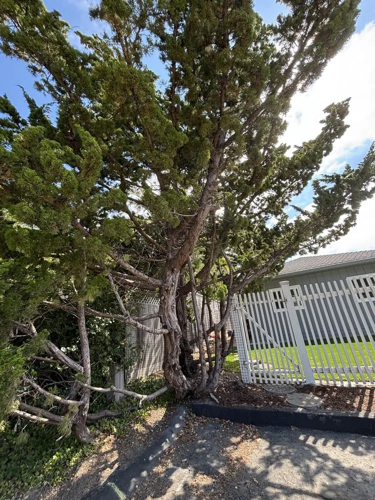 Trusted landscaping services experts serving Santa Cruz, CA - Gonzalo Landscape