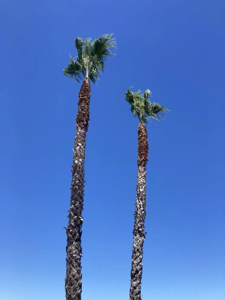 Trusted landscape installation in Oakley, CA by Gonzalo Landscaping