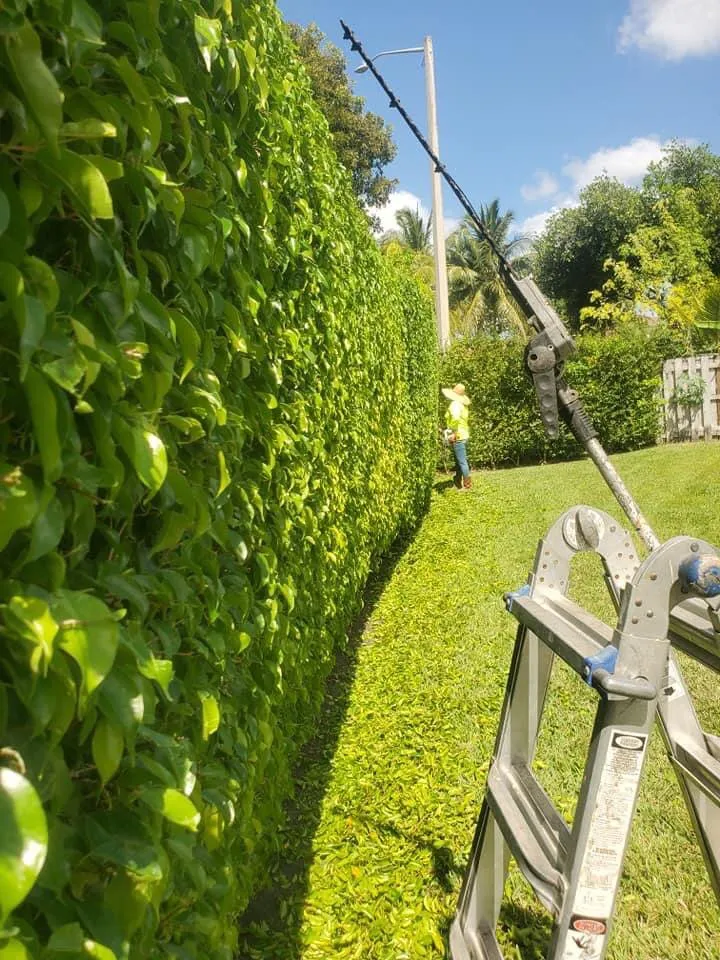 Affordable landscaping services experts serving Davie, FL - Gonzalos Landscaping Plus