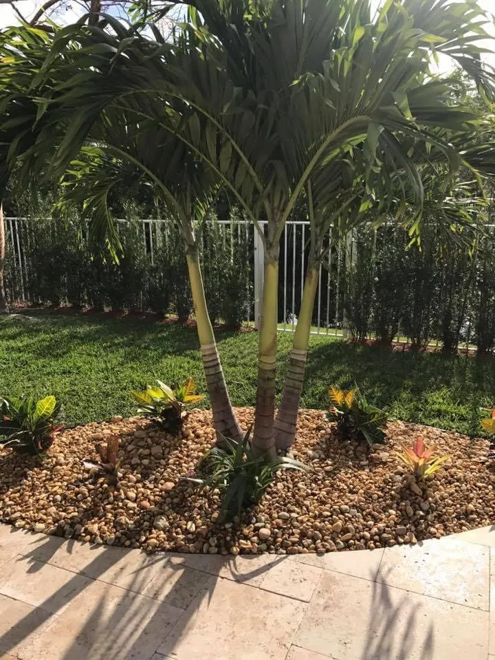 Expert yard cleanup service in Davie, FL by Gonzalos Landscaping Plus