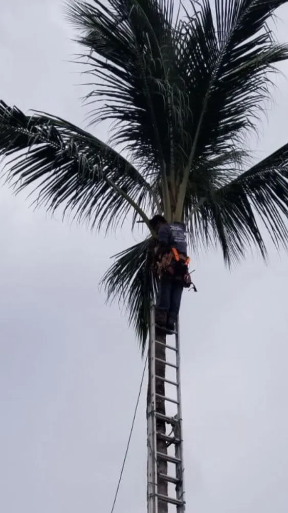 Professional landscape installation in Davie, FL - Gonzalos Landscaping Plus