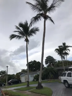 Gonzalos Landscaping Plus Logo