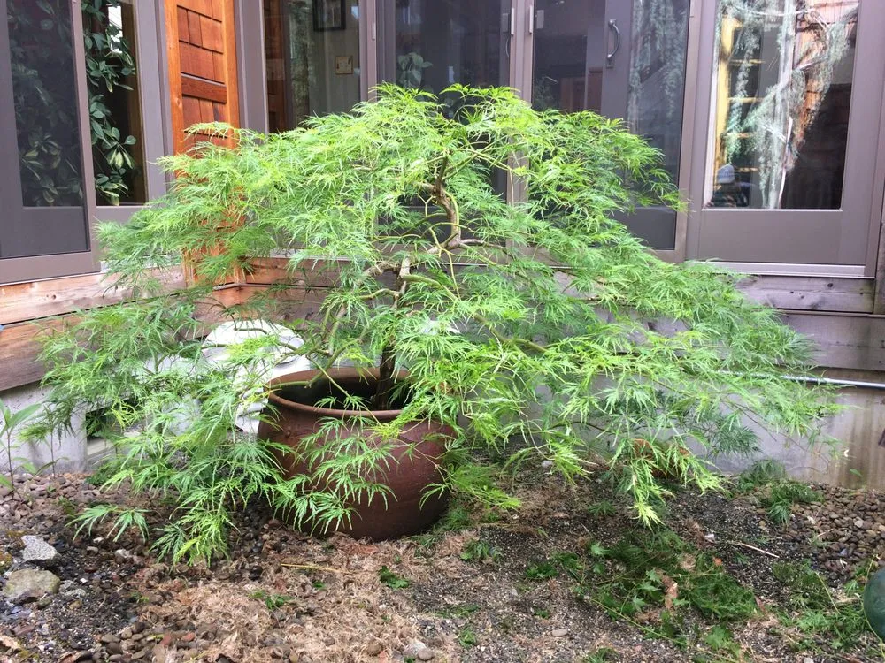 Top-rated lawn mowing service with custom design across Central Point, OR - Good Bloke Tree Care