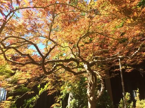 Affordable outdoor landscaping in Central Point, OR by Good Bloke Tree Care
