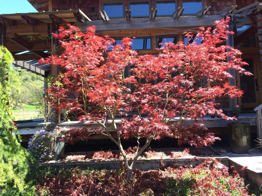 Local landscaping services experts serving Central Point, OR - Good Bloke Tree Care