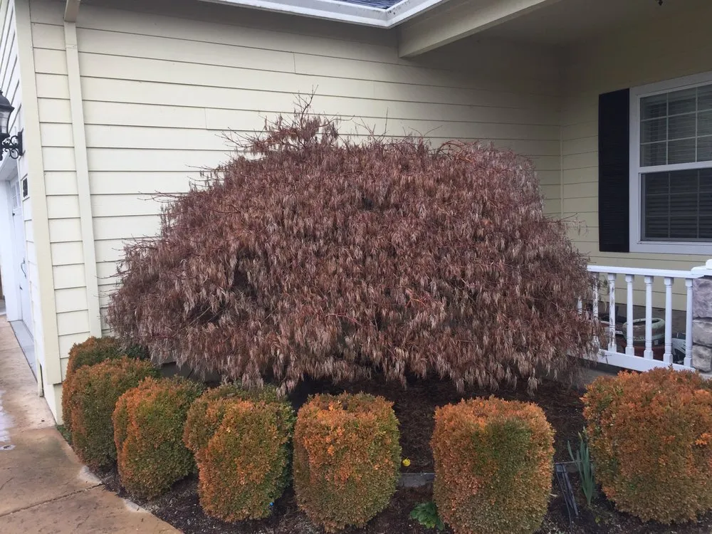 Custom lawn care service with custom design in Central Point, OR by Good Bloke Tree Care