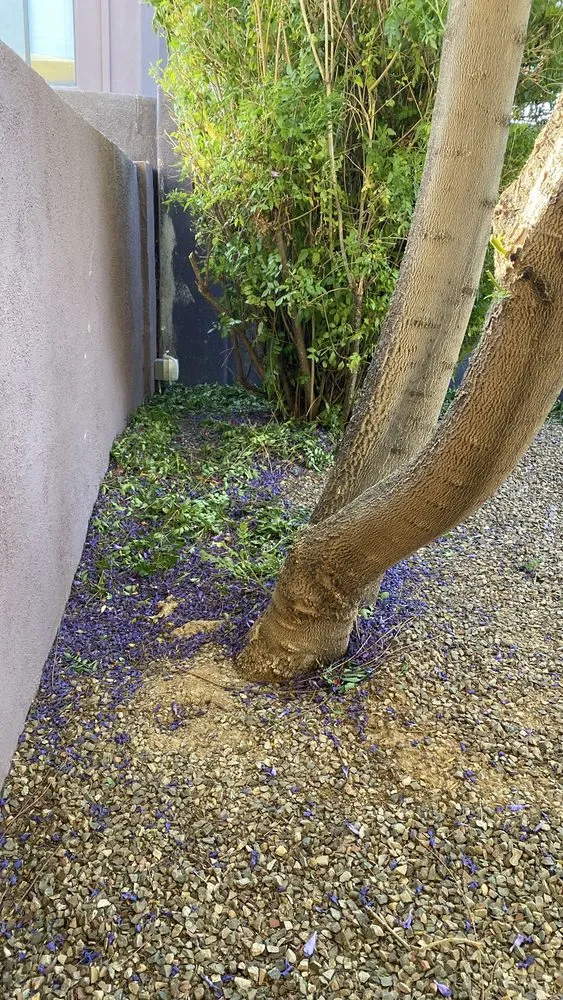 Expert landscaping services for homes in Tucson, AZ by Good Deal Landscaping