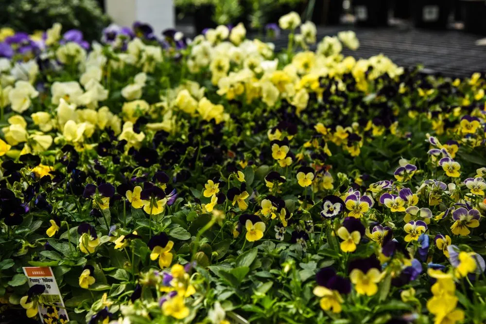 Local yard maintenance in Potomac, MD by Good Earth Garden Market