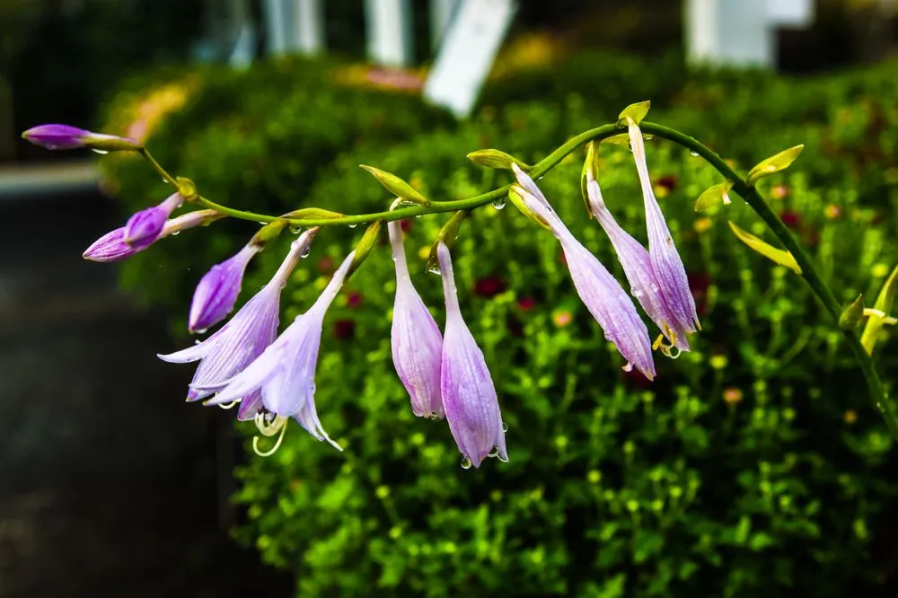 Expert landscape installation experts serving Potomac, MD - Good Earth Garden Market