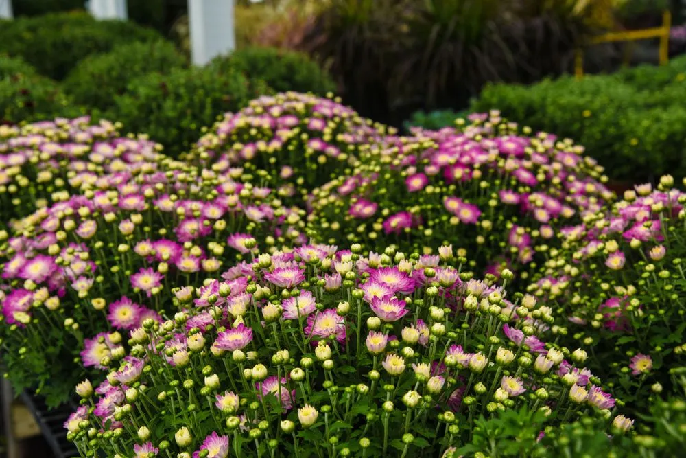 Custom outdoor landscaping with custom design across Potomac, MD - Good Earth Garden Market