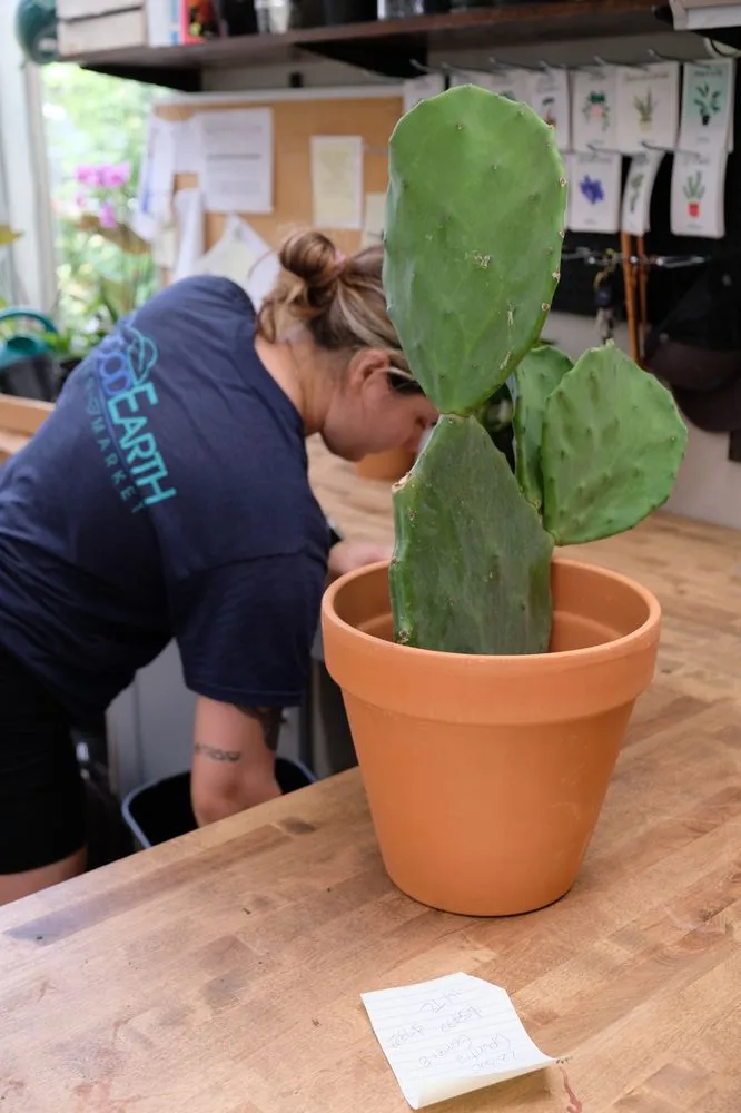 Custom landscape installation experts serving Potomac, MD - Good Earth Garden Market