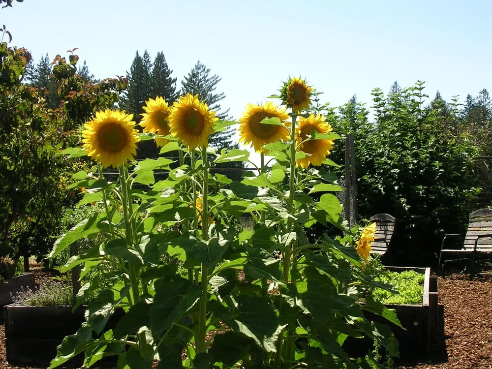 Custom lawn care service for outdoor upgrades in Santa Cruz, CA by Good Earth Landscape and Design
