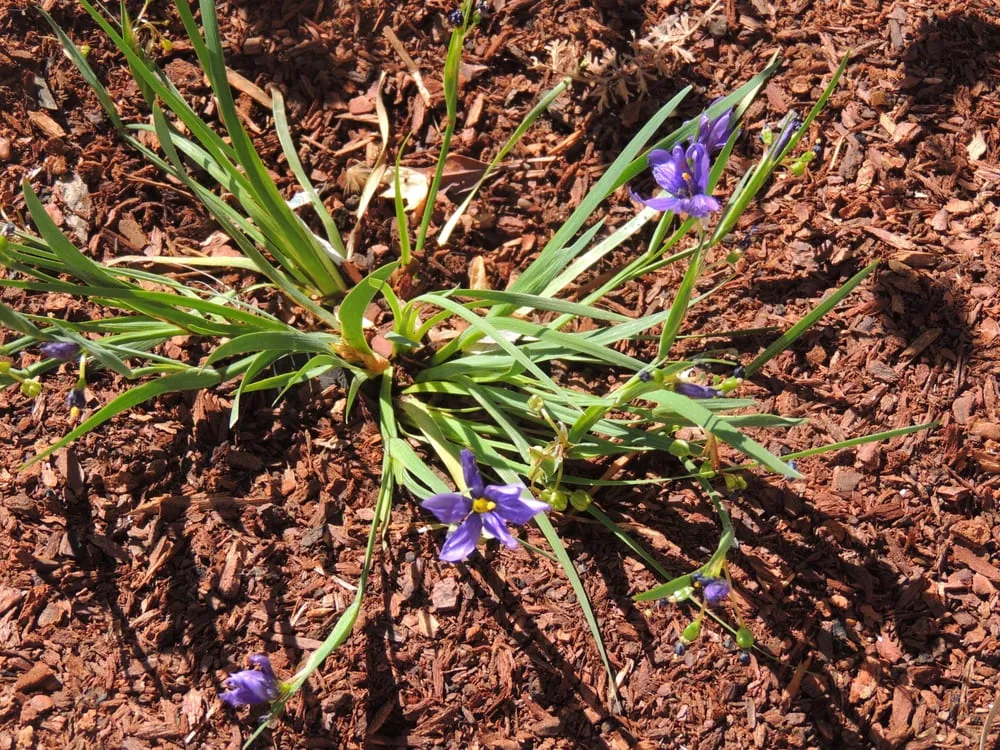 Top-rated garden landscaping near you across Tollhouse, CA - Good Earth Landscaping
