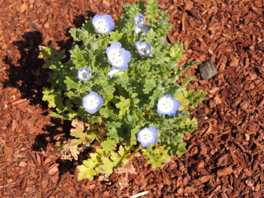 Affordable yard maintenance in Tollhouse, CA by Good Earth Landscaping