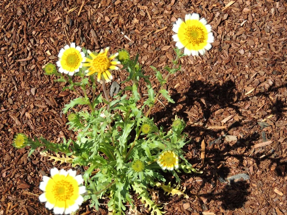 Professional yard maintenance in Tollhouse, CA - Good Earth Landscaping