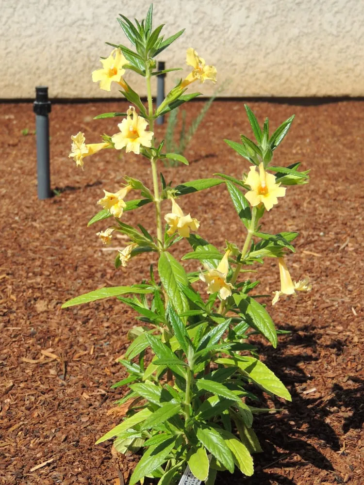 Expert yard cleanup service with custom design across Tollhouse, CA - Good Earth Landscaping