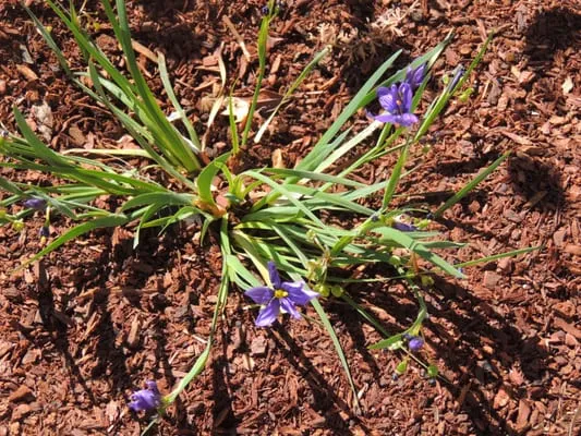 Good Earth Landscaping