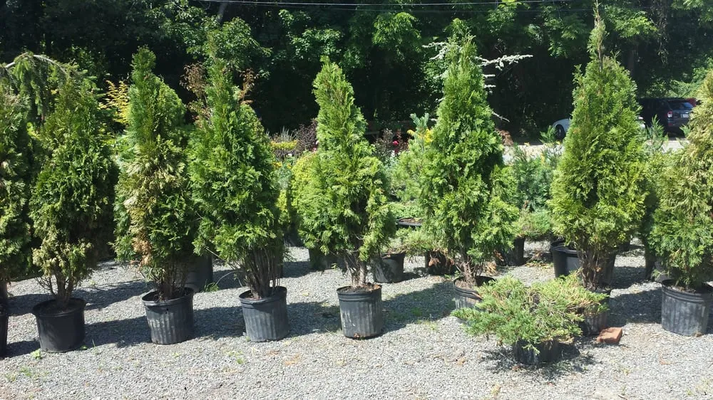 Professional garden landscaping near you in Cream Ridge, NJ by Good Earth Nursery