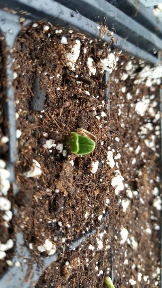 Professional garden landscaping for homes across Cream Ridge, NJ - Good Earth Nursery