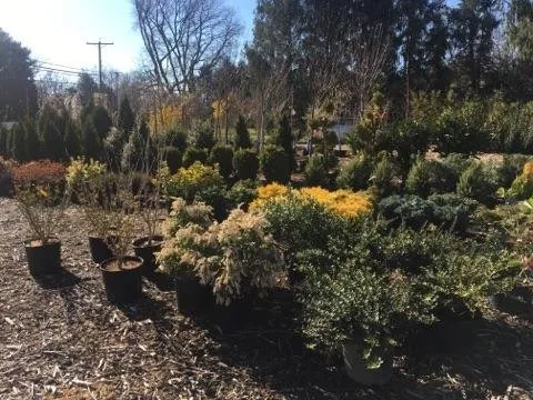 Affordable outdoor landscaping in Cream Ridge, NJ - Good Earth Nursery