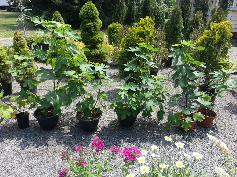 Expert garden landscaping for year-round maintenance across Cream Ridge, NJ - Good Earth Nursery