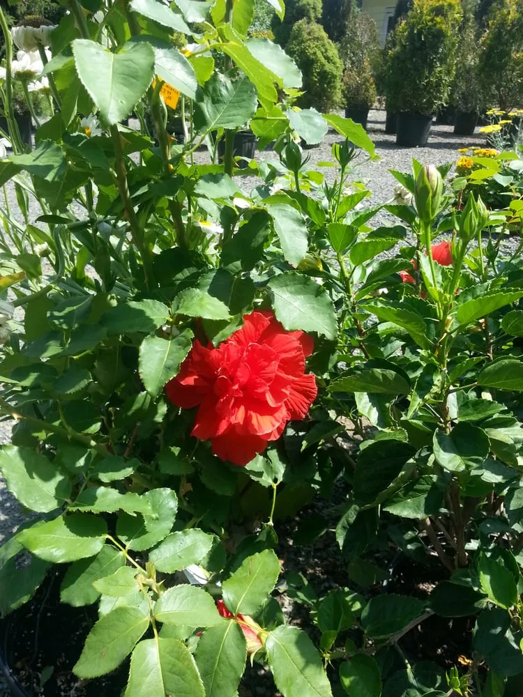 Reliable yard cleanup service for beautiful yards across Cream Ridge, NJ - Good Earth Nursery