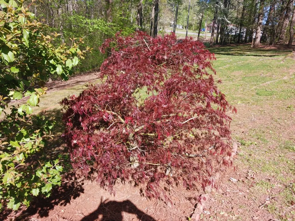 Expert garden landscaping in Rydal, GA by Good Faith Lawn Care