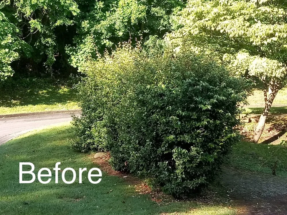 Expert landscaping services experts serving Lynchburg, VA - Good Green Grounds Maintenance