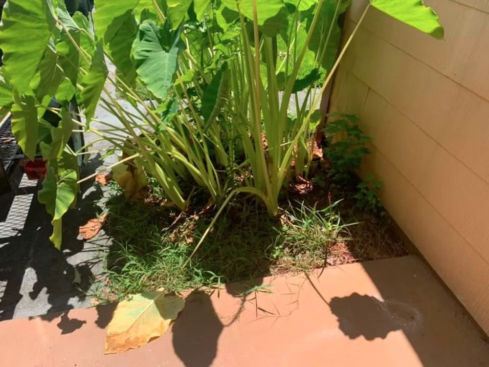 Reliable garden landscaping in Virginia Beach, VA - Good Guys Landscaping