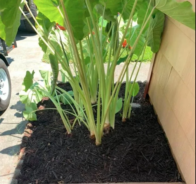 Custom landscaping services in Virginia Beach, VA by Good Guys Landscaping