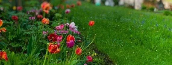 Professional yard maintenance for beautiful yards in Douglasville, GA by Good Guys Lawn Care Services