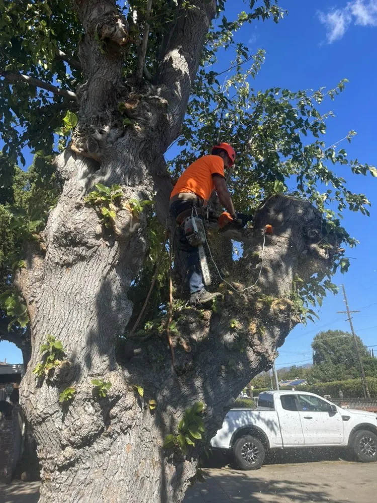 Local lawn mowing service near you in Mission Hills, CA by Good Land Tree Service