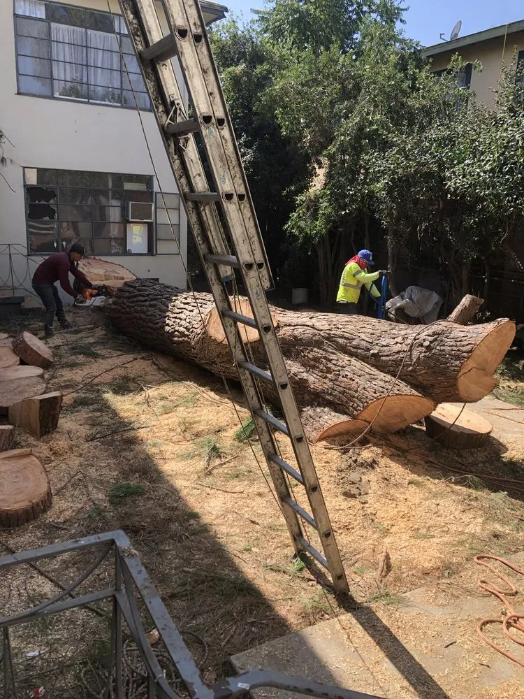 Reliable garden landscaping for year-round maintenance in Mission Hills, CA by Good Land Tree Service