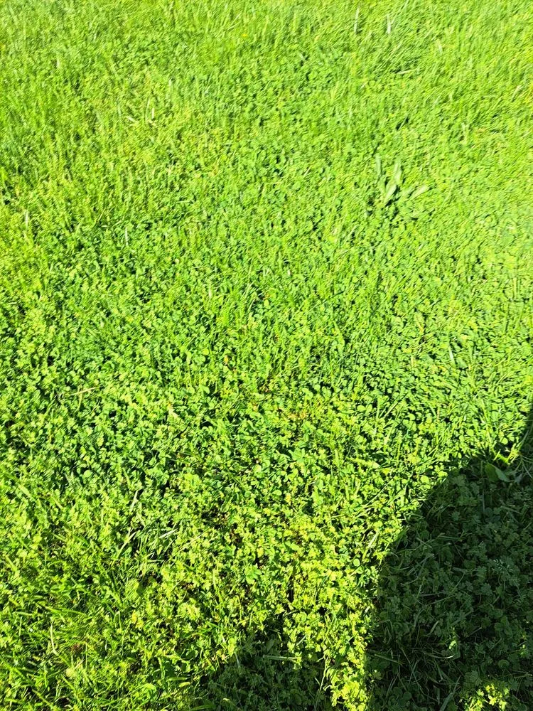 Reliable yard cleanup service near you in Pocomoke City, MD by Good lawn care Landscaping