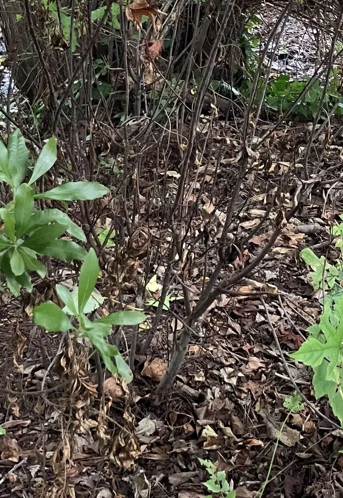 Reliable landscaping services for year-round maintenance across Easton, MD - Good Life Property Management